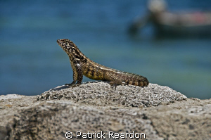 A lizard proudly poses atop the coral overlooking Conch P... by Patrick Reardon 